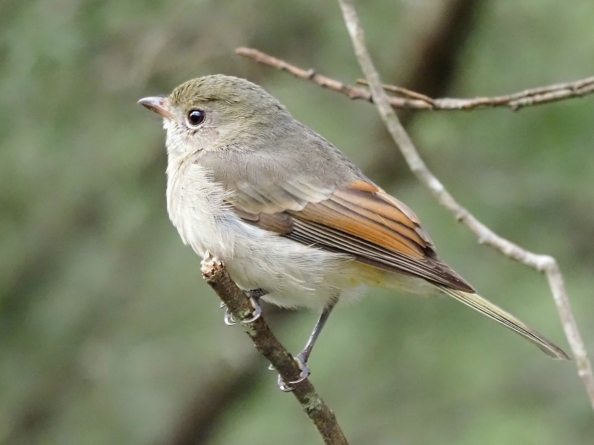 Golden Whistler - ML652898735