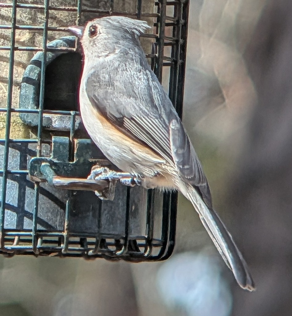 Tufted Titmouse - ML652898736
