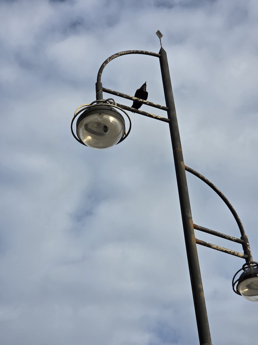 큰까마귀 - ML652898737