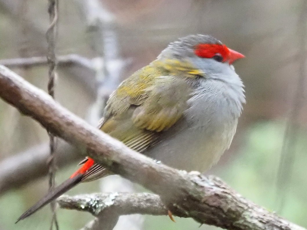 Red-browed Firetail - ML652898738