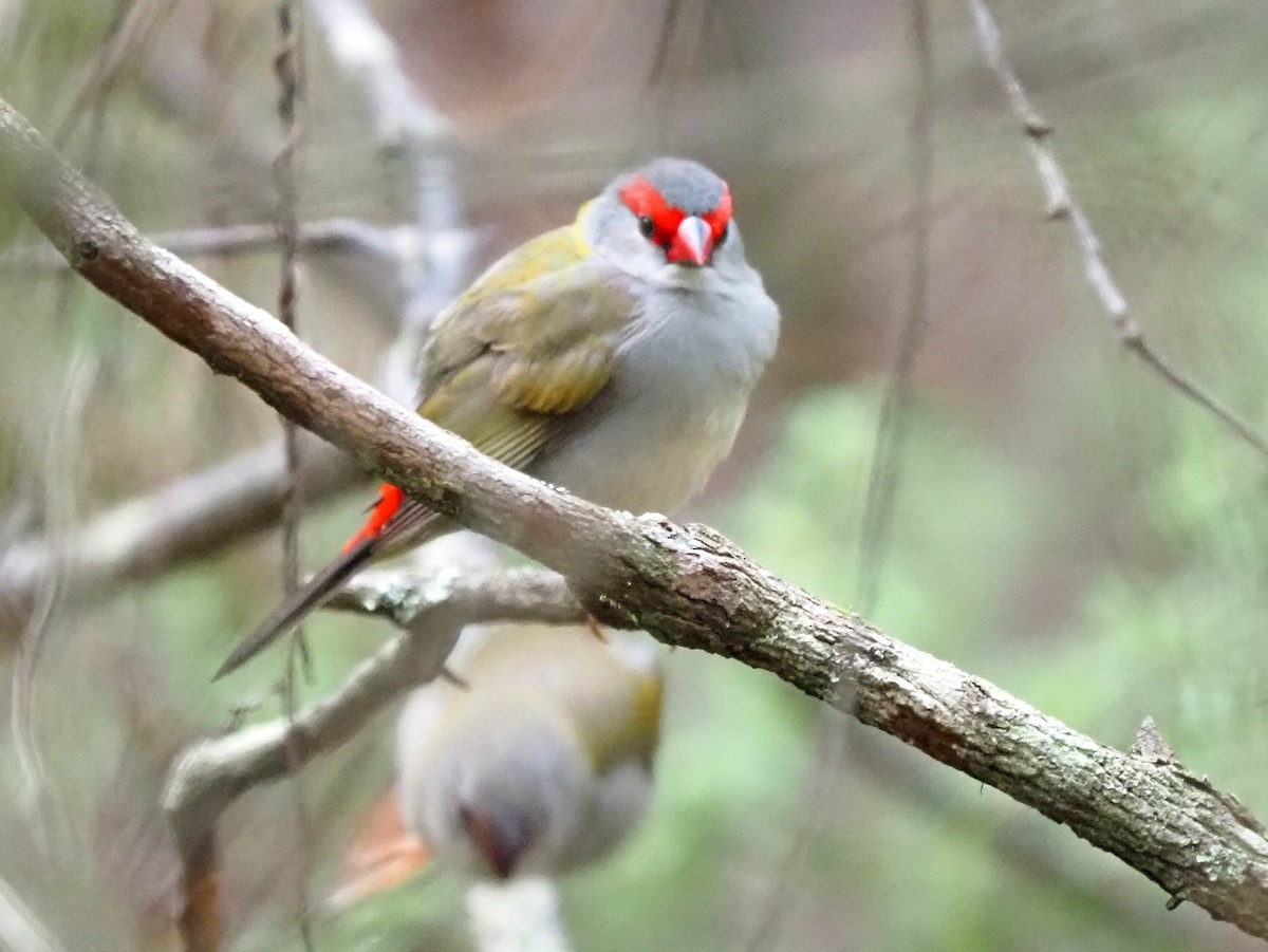 Red-browed Firetail - ML652898739