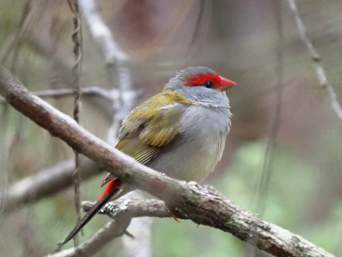 Red-browed Firetail - ML652898740