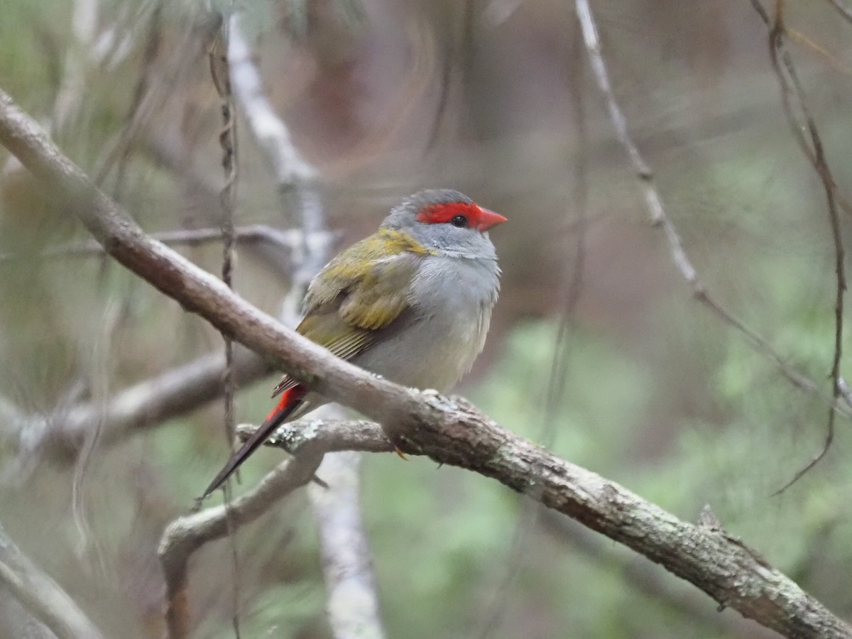 Red-browed Firetail - ML652898741