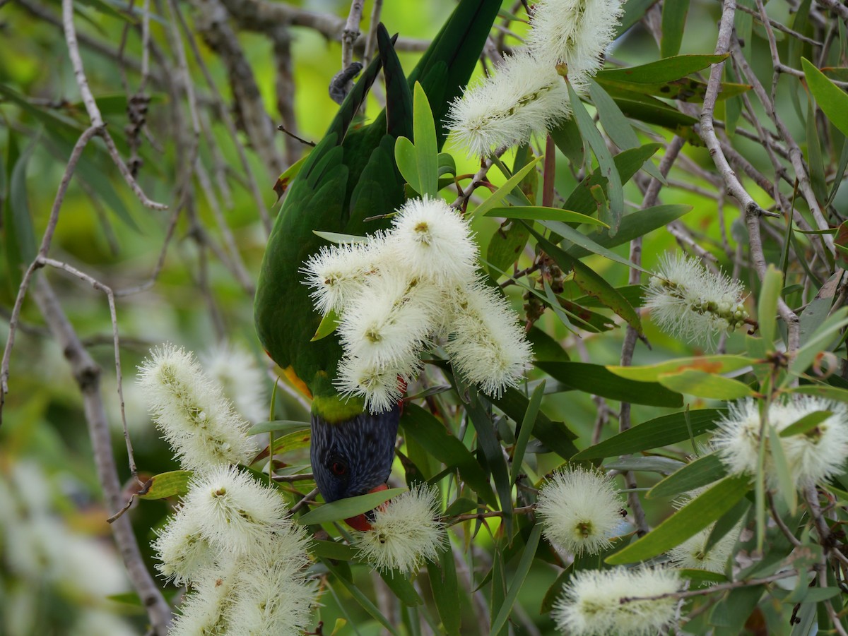 Rainbow Lorikeet - ML652898742