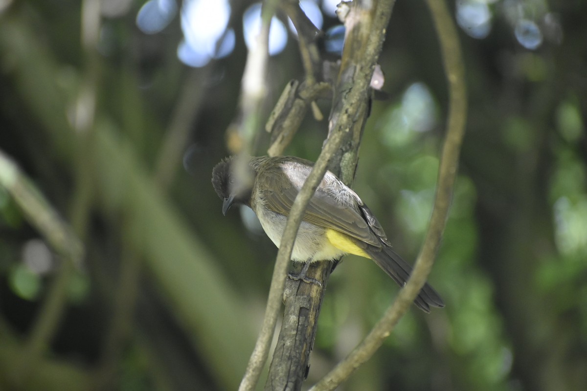 Common Bulbul - ML652898743