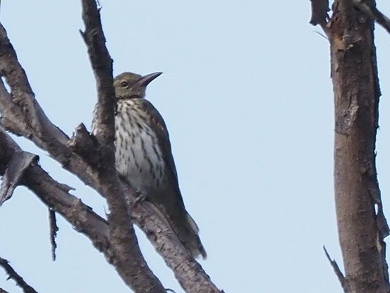 Olive-backed Oriole - ML652898744