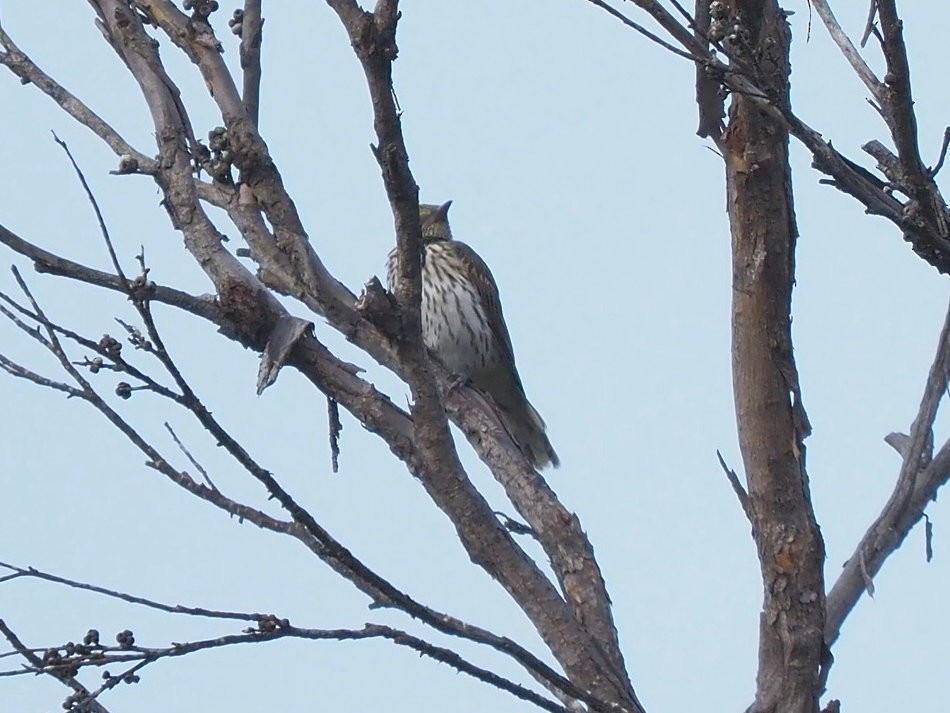 Olive-backed Oriole - ML652898745