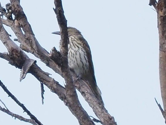 Olive-backed Oriole - ML652898746