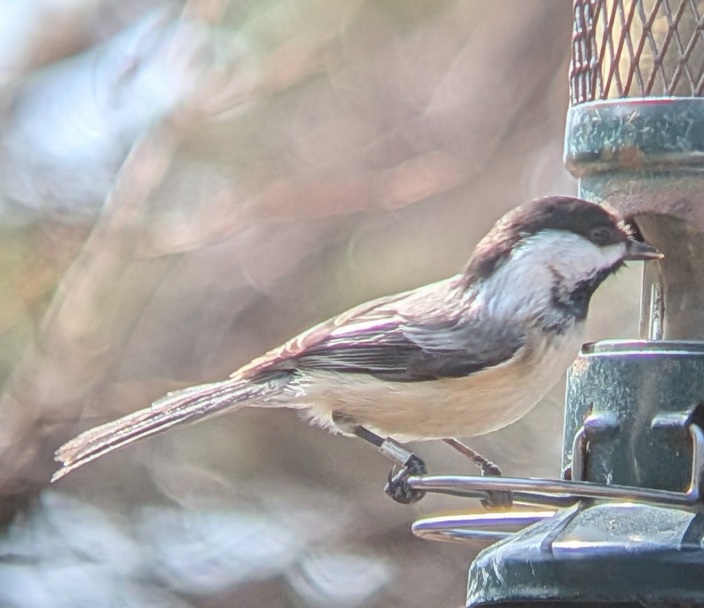 Black-capped Chickadee - ML652898747
