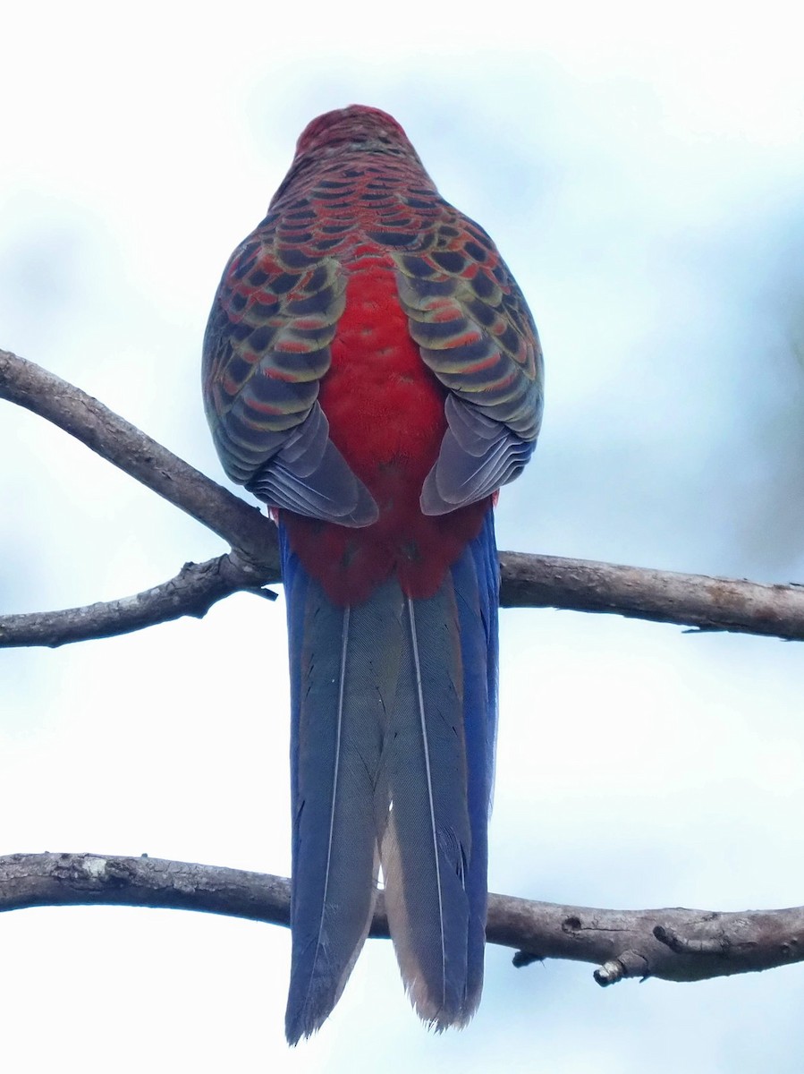 Crimson Rosella - ML652898754
