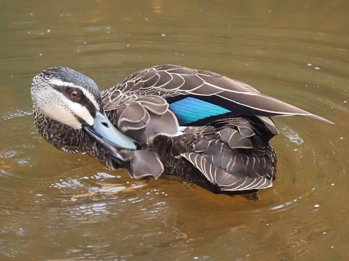 Pacific Black Duck - ML652898756