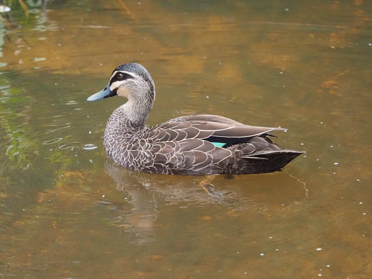 Pacific Black Duck - ML652898757