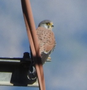 황조롱이 - ML652898759