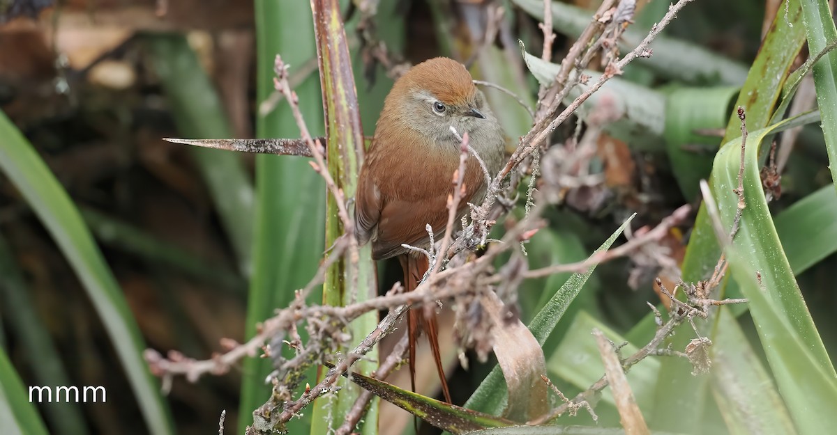 White-chinned Thistletail - ML652898760