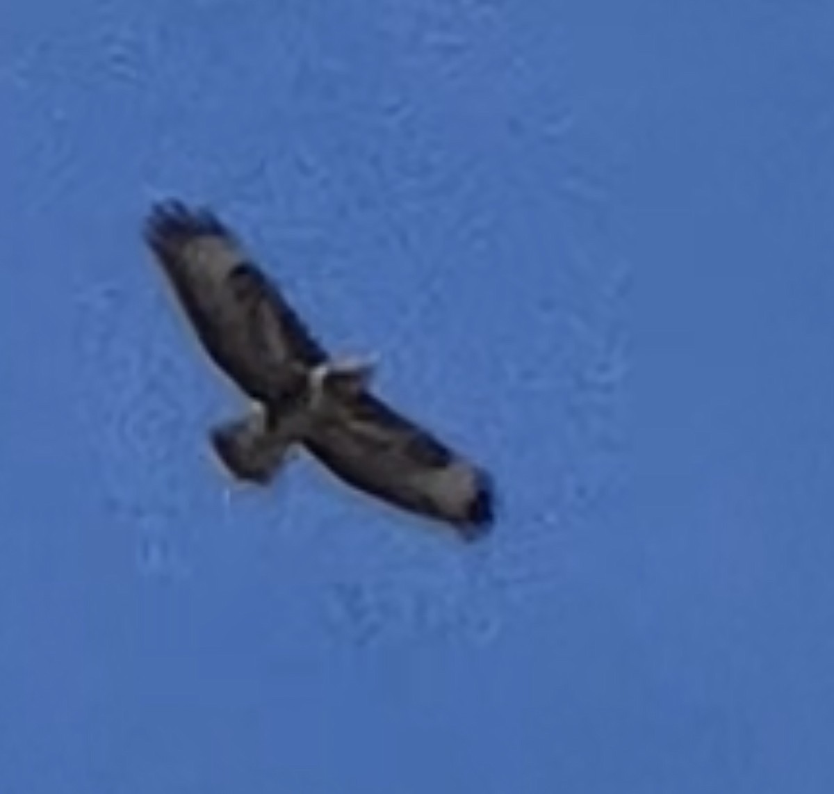 검독수리 - ML652898761