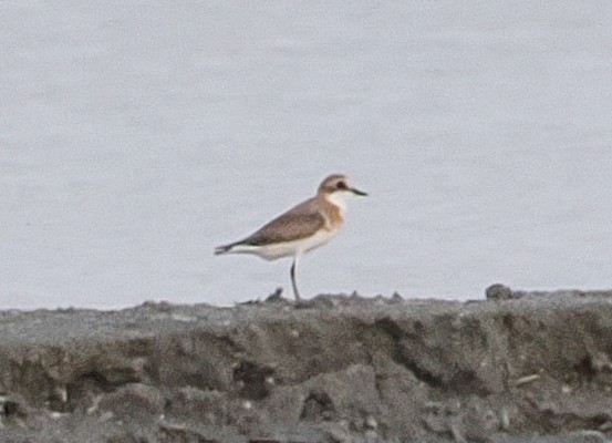 Tibet Cılıbıtı - ML652898787