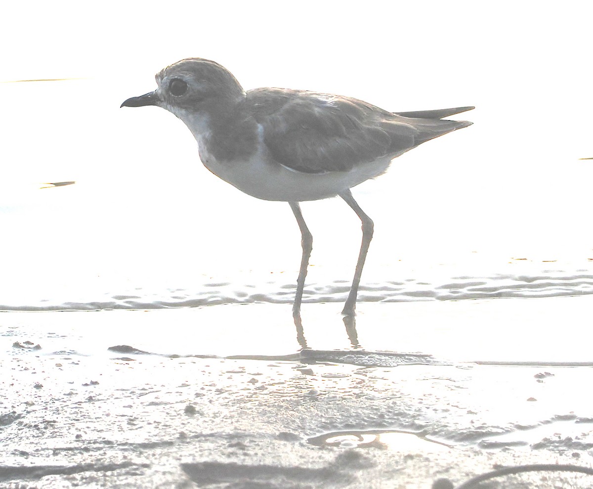 Tibet Cılıbıtı - ML652898788