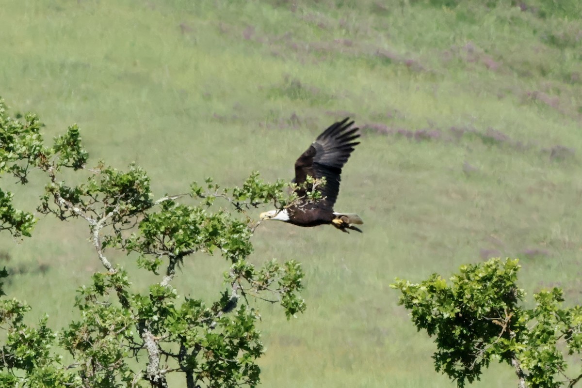 Weißkopf-Seeadler - ML652898912