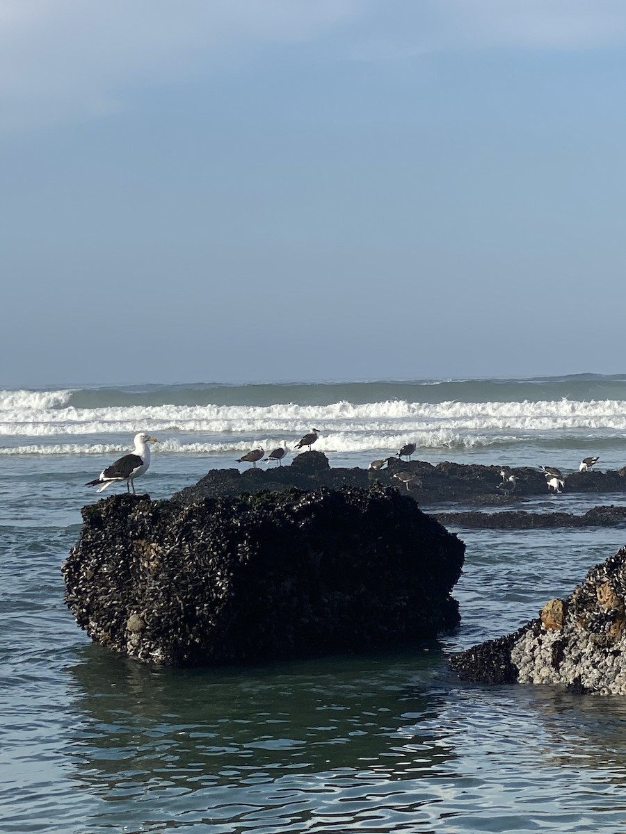 Goéland dominicain - ML652899019