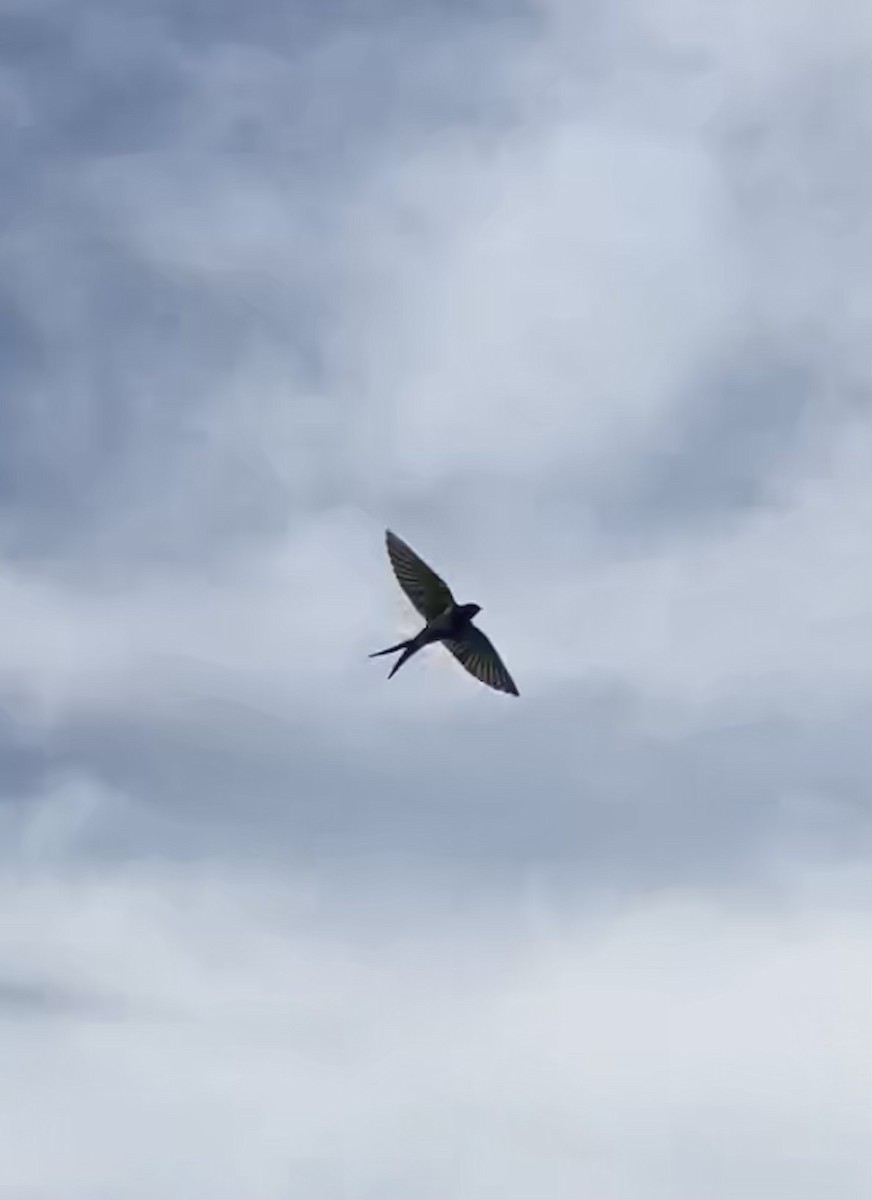 Hirondelle hérissée - ML652899023