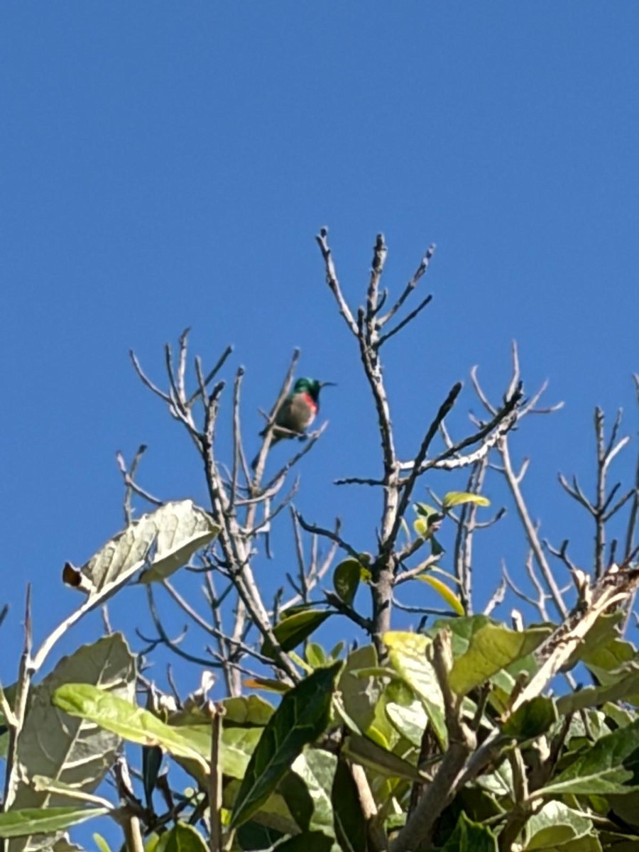 Souimanga chalybé - ML652899032