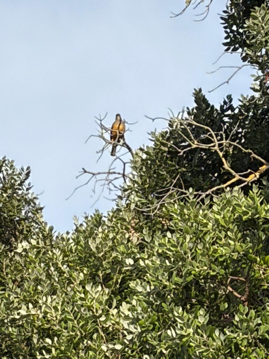 Tisserin du Cap - ML652899035