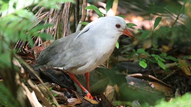 Кагу - ML652899212