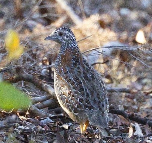 Painted Buttonquail - ML652899252