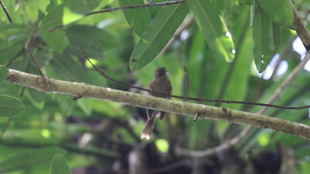 Монарх-великодзьоб південний - ML652899291
