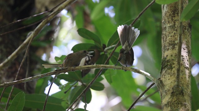 Монарх-великодзьоб південний - ML652899292