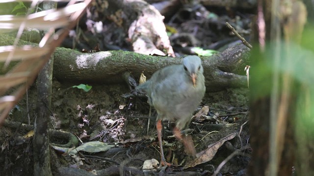 Кагу - ML652899307