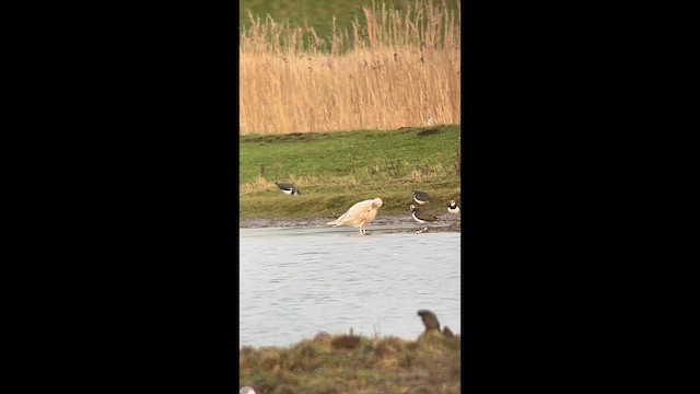 Мартин гренландський - ML652899453