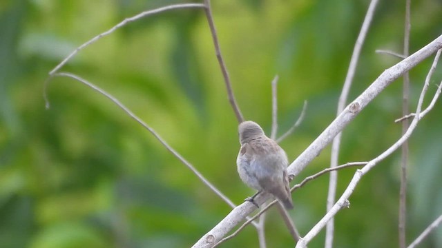 Квіткоїд товстодзьобий - ML652899478