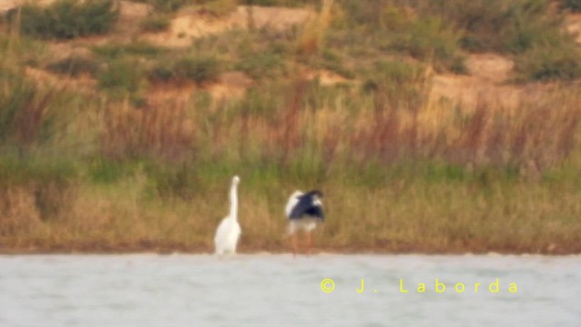 Лелека білий - ML652899592