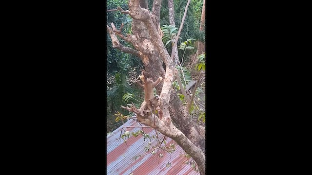 Large/Common Hawk-Cuckoo - ML652899594