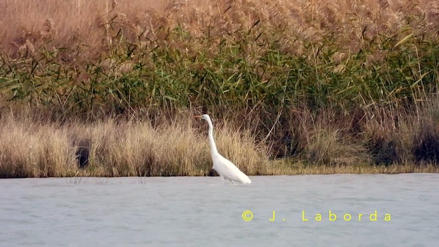 Чапля велика - ML652899595
