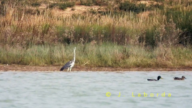 Чапля сіра - ML652899598