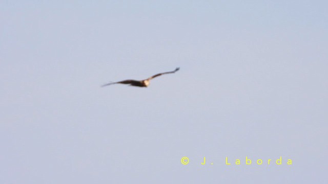 Zingira-mirotz eurasiarra - ML652899599