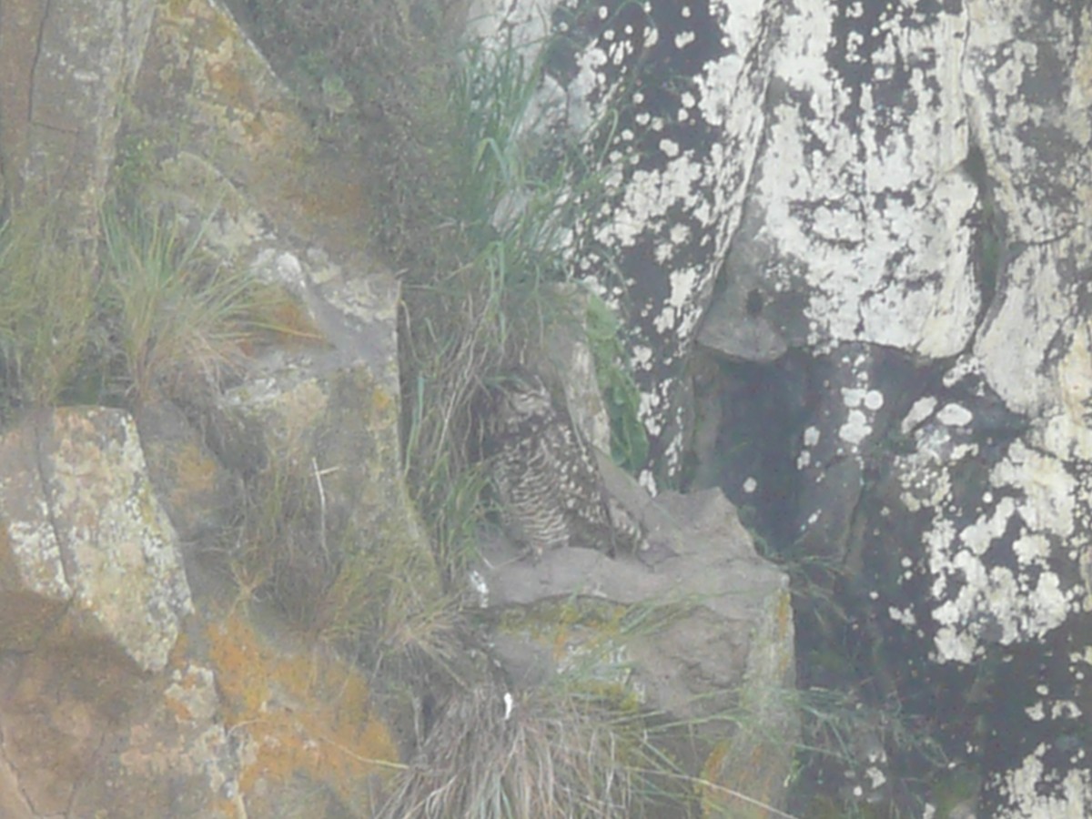 Cape Eagle-Owl - ML652899686