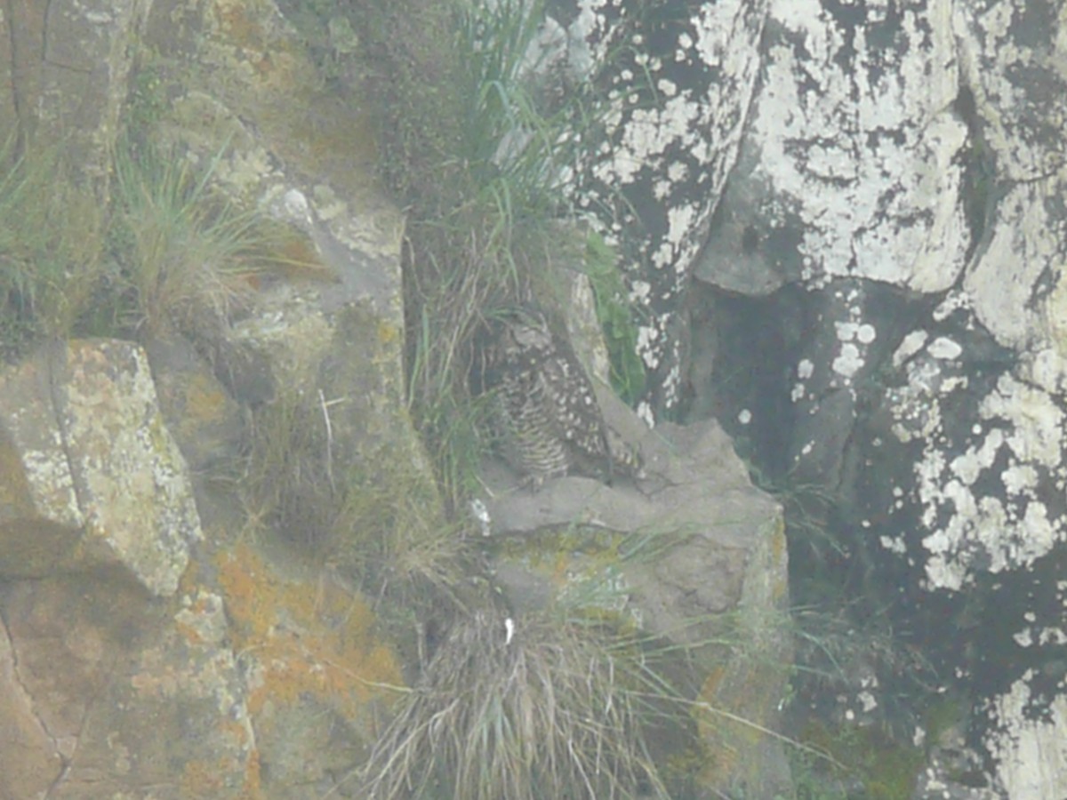 Cape Eagle-Owl - ML652899690