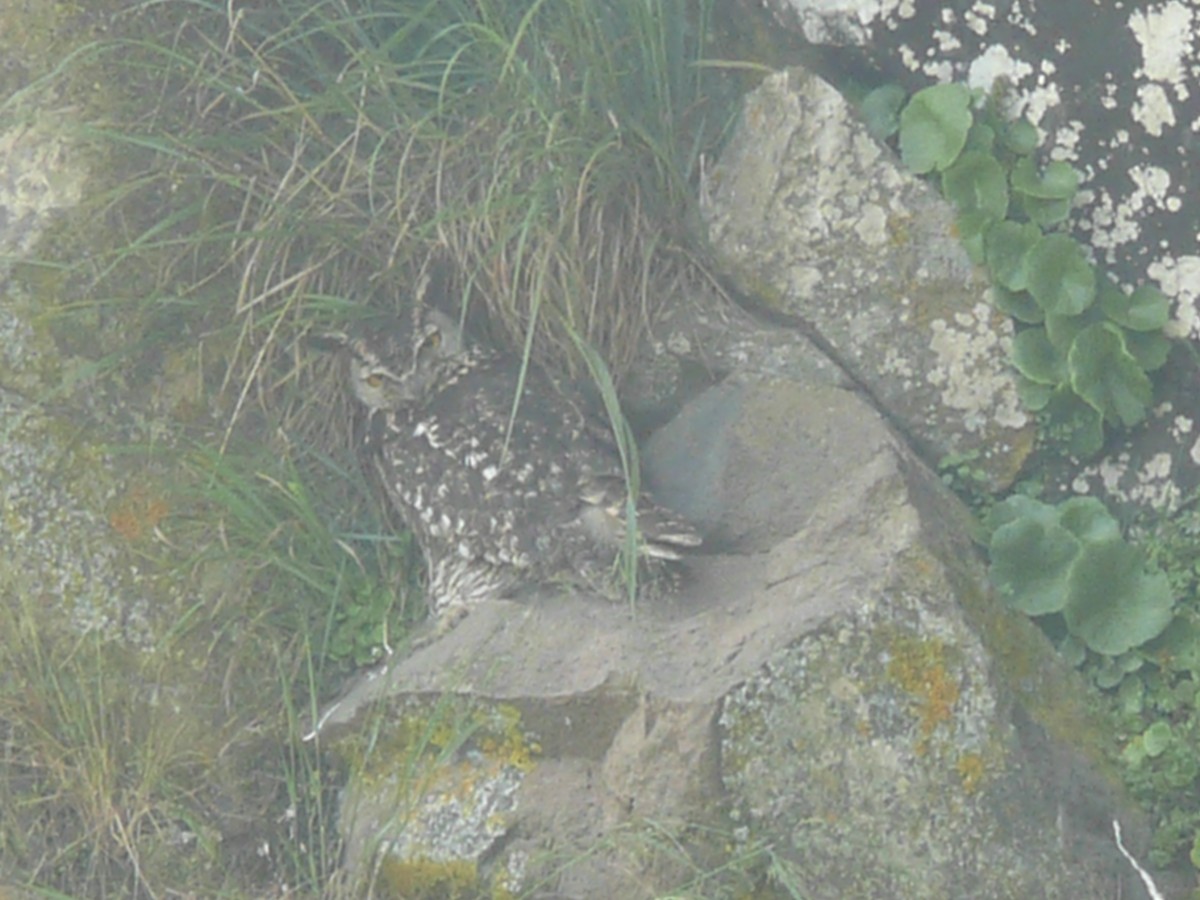 Cape Eagle-Owl - ML652899699