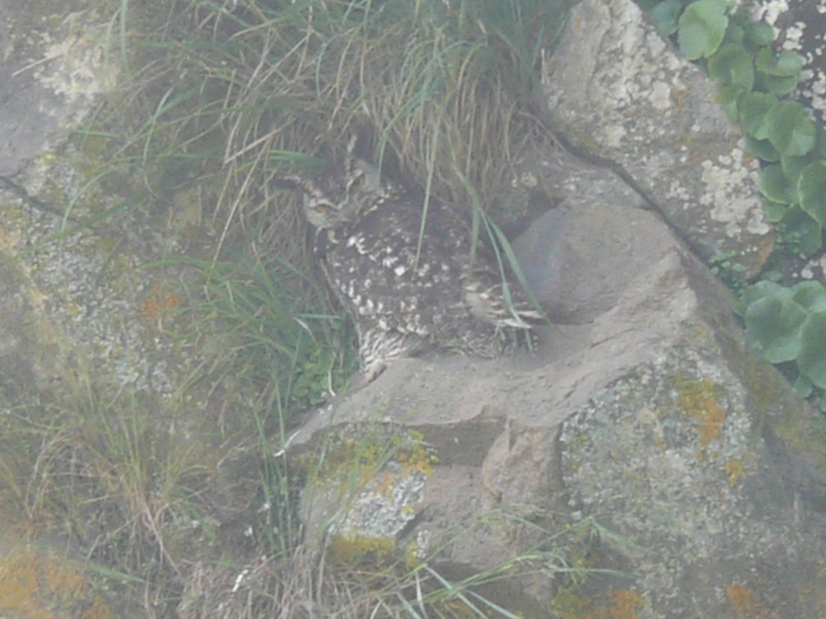 Cape Eagle-Owl - ML652899701