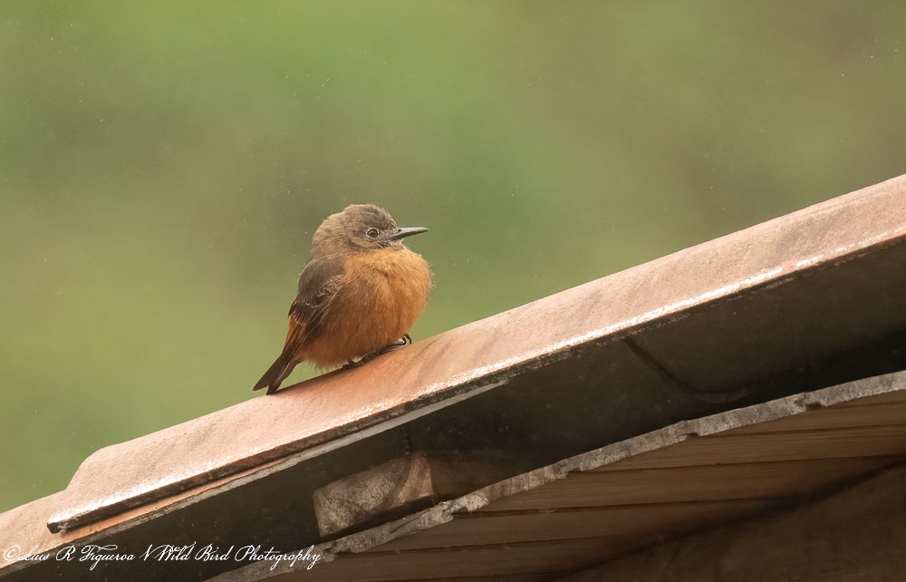 ツバメタイランチョウ - ML652899702