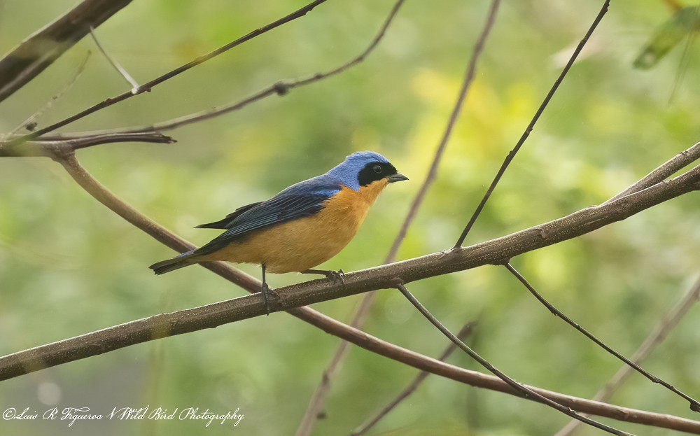 アオボウシフウキンチョウ - ML652899707