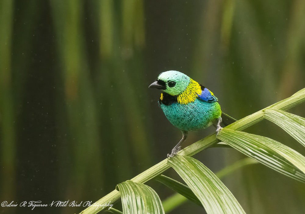 ミドリズキンフウキンチョウ - ML652899793