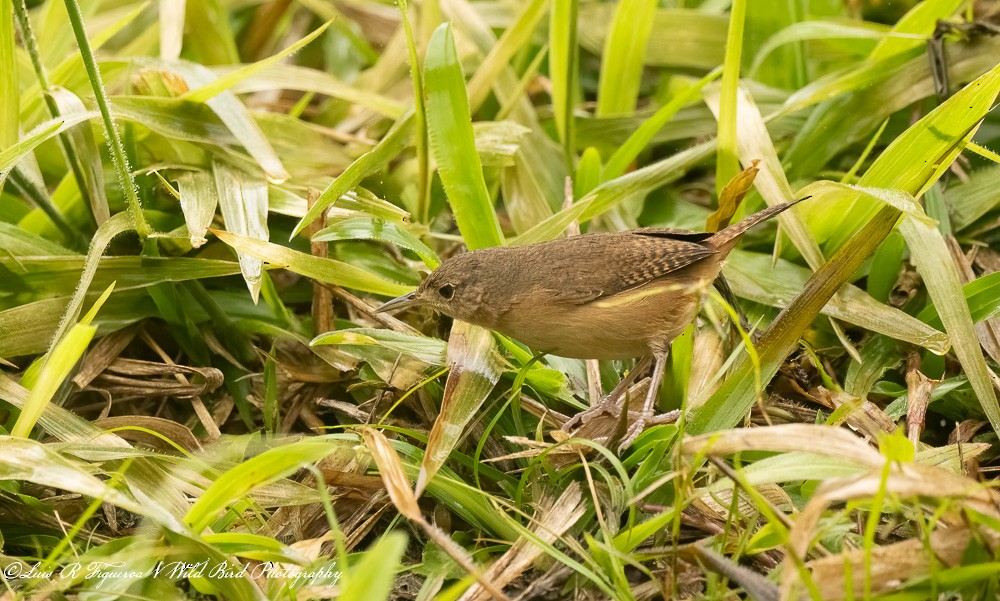 Southern House Wren - ML652899805