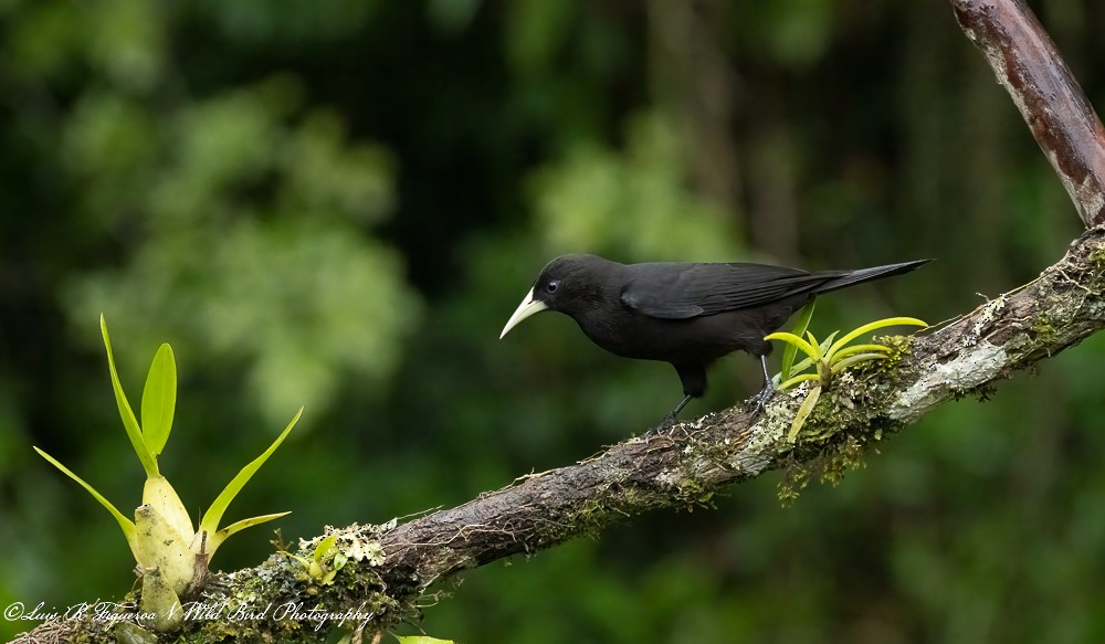 コシアカツリスドリ - ML652899832