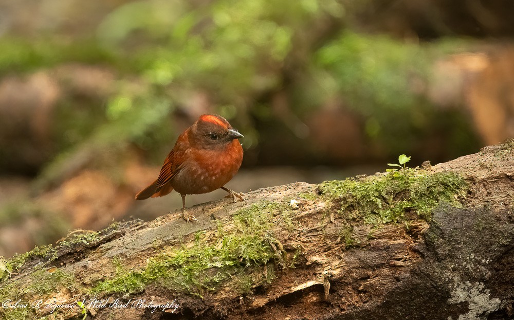ズアカアリフウキンチョウ - ML652899873