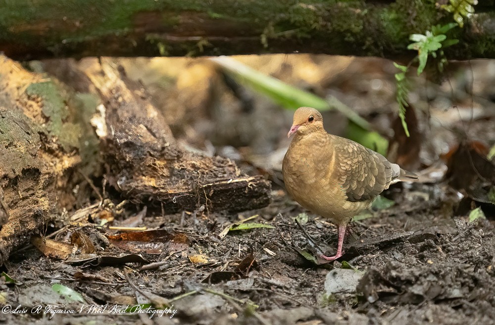 ヤマウズラバト - ML652899927