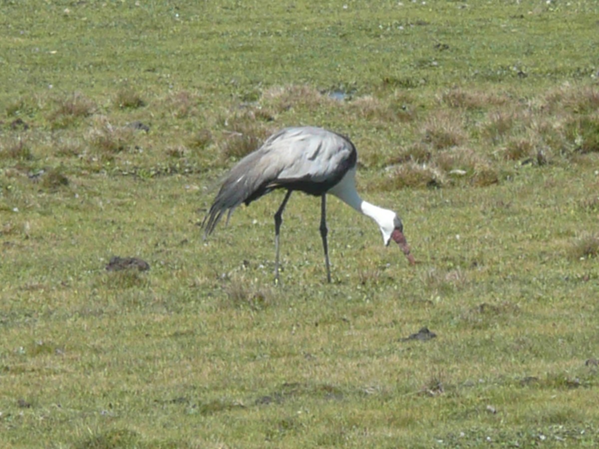 Grulla Carunculada - ML652899940